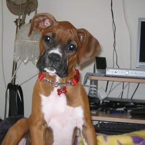 Meet your Posher, Debbie